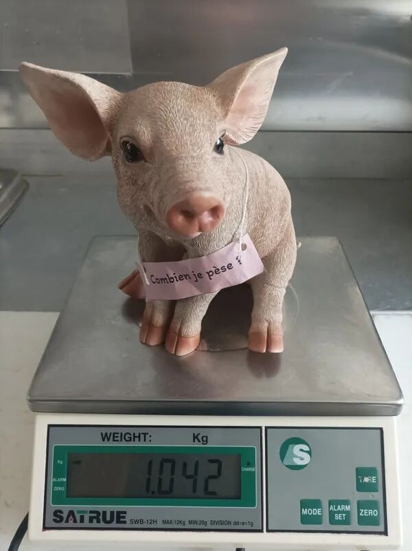 Le cochon a parlé